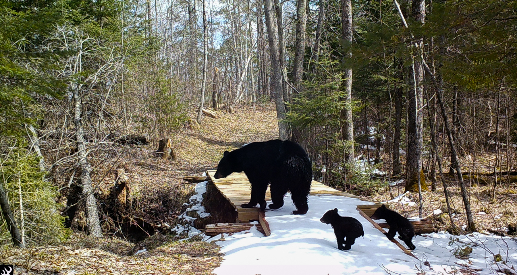 Black bear with two cubs walking on a snowy path in a wooded forest.